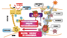 洛神花發(fā)酵液(圖1)