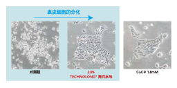 海月水母(圖3)