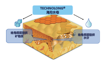 海月水母(圖1)