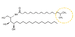 DS-CERAMIDE BP(圖2)