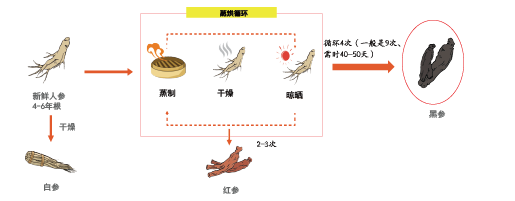 皇御黑參(圖1)